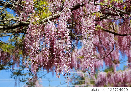そよ風に揺れる藤の花 125724990