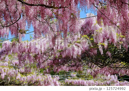 そよ風に揺れる藤の花 125724992