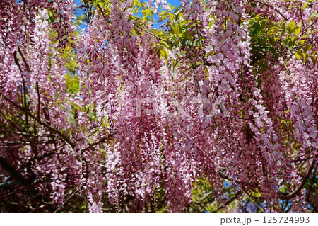 そよ風に揺れる藤の花 125724993