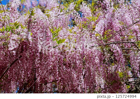 そよ風に揺れる藤の花 125724994
