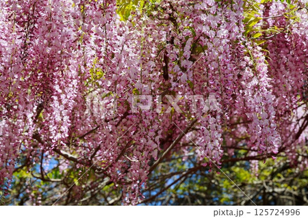 そよ風に揺れる藤の花 そよ風に揺れる藤の花 125724996