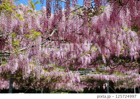 そよ風に揺れる藤の花 125724997