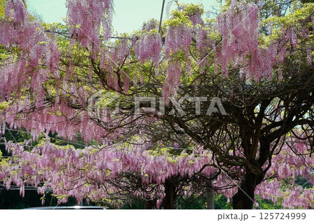 そよ風に揺れる藤の花 125724999