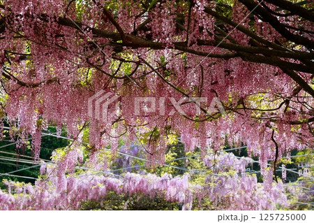 そよ風に揺れる藤の花 125725000