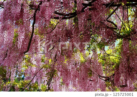 そよ風に揺れる藤の花 125725001