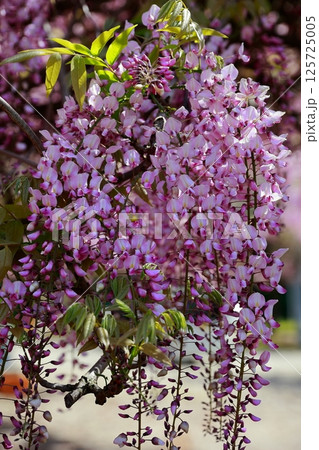 そよ風に揺れる藤の花 そよ風に揺れる藤の花 125725005