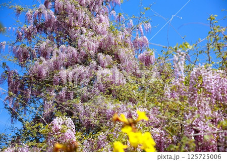 そよ風に揺れる藤の花 125725006