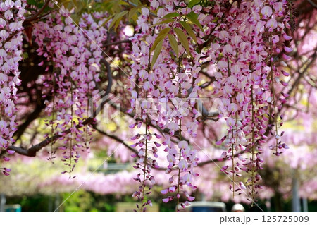 そよ風に揺れる藤の花 そよ風に揺れる藤の花 125725009