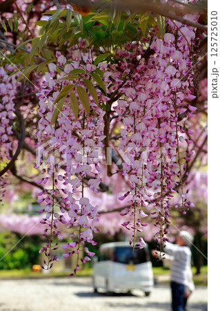 そよ風に揺れる藤の花 そよ風に揺れる藤の花 125725010
