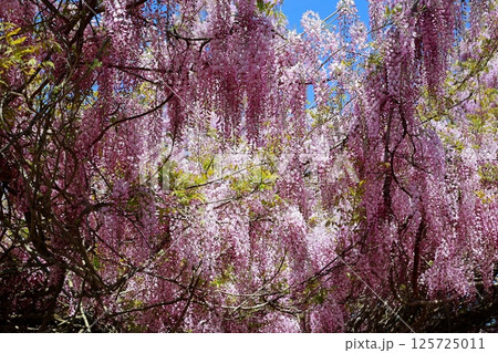 そよ風に揺れる藤の花 125725011