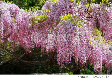 そよ風に揺れる藤の花 125725012