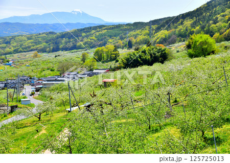 五輪久保のりんご畑より蓼科山方面を望む(長野県立科町)【2025.5】 125725013