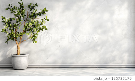 Minimalist interior with potted plant against sunlit gray wall. Banner themes of home decor, furnishing, or property rental 125725179
