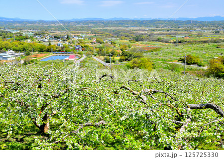 五輪久保のりんご畑周辺(長野県立科町)【2025.5】 五輪久保のりんご畑周辺(長野県立科町)【2025.5】 125725330