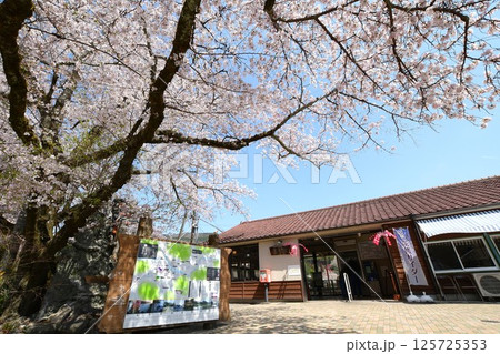 桜咲く関西本線「笠置駅」 125725353