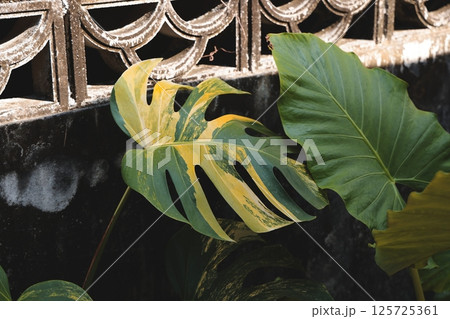 Vibrant and Beautiful Green Tropical Leaves Set Majestically Against a Textured Wall Surface 125725361