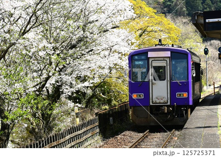 桜咲く関西本線「笠置駅」 桜咲く関西本線「笠置駅」 125725371