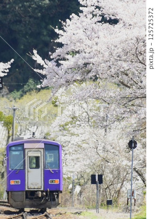 桜咲く関西本線「笠置駅」 桜咲く関西本線「笠置駅」 125725372
