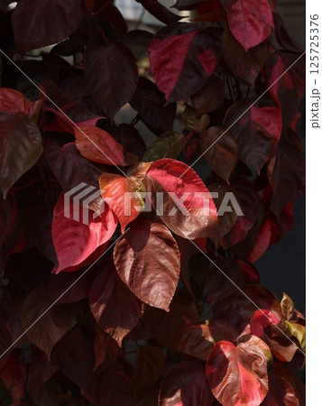Admiring the Vibrant Red and Brown Leaves Under the Beautiful Autumn Light and Glow 125725376