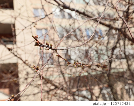 Budding Branches Set Against a Urban City Background in the Freshness of Early Spring Budding Branches Set Against a Urban City Background in the Freshness of Early Spring 125725422