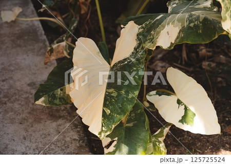 CloseUp of Variegated Leaves in a Beautiful Natural Setting Surrounded by Various Flora and Plants 125725524