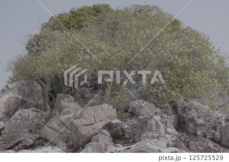 An isolated rocky outcrop beautifully surrounded by dense and lush vegetation thriving nearby 125725529