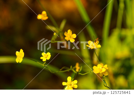黄色いキンポウゲの花 125725641