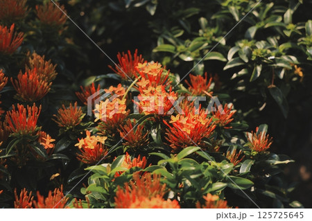 A Collection of Vibrant Orange Flowers Nestled Among Lush, Green, Rich Foliage in Nature 125725645
