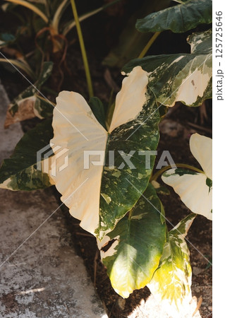 Lush and Vibrant Tropical Leaves Featuring Unique Variegated Patterns That Enrich Nature Lush and Vibrant Tropical Leaves Featuring Unique Variegated Patterns That Enrich Nature 125725646