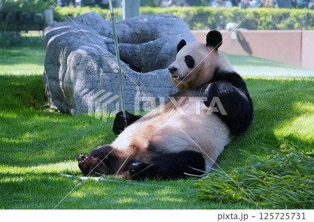 ジャイアントパンダ 125725731