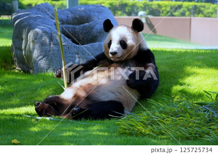 ジャイアントパンダ 125725734