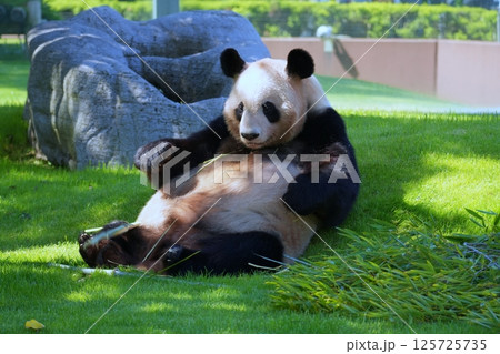 ジャイアントパンダ ジャイアントパンダ 125725735