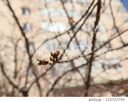 The Budding Branches of Trees Indicate the Beautiful Arrival of the Spring Season 125725743
