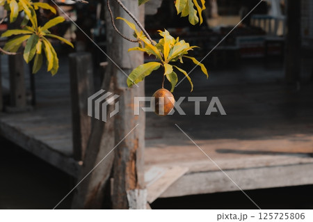 A solitary fruit gracefully hanging from a tree branch, positioned close to a calm body of water A solitary fruit gracefully hanging from a tree branch, positioned close to a calm body of water 125725806