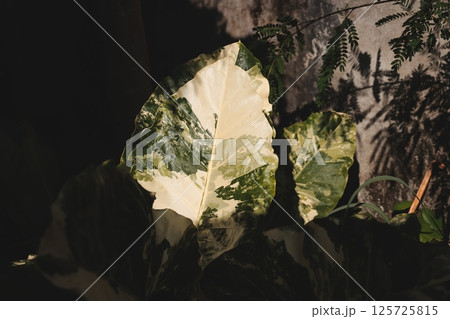 The Beautiful Lush Leaves Create a Stunning Display in Soft, Natural, Dappled Light The Beautiful Lush Leaves Create a Stunning Display in Soft, Natural, Dappled Light 125725815