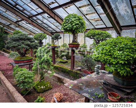 Detailed bonsai arrangement in a vibrant greenhouse shows healthy green foliage, pruning workspace, lush pots, and natural wood tables for plant care 125725834