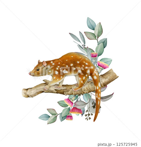 Spotted-tailed quoll with eucalyptus leaf decoration. Australia native animal realistic illustration. Hand drawn Australian endemic wildlife marsupial mammal. Tiger quoll decor on white background 125725945