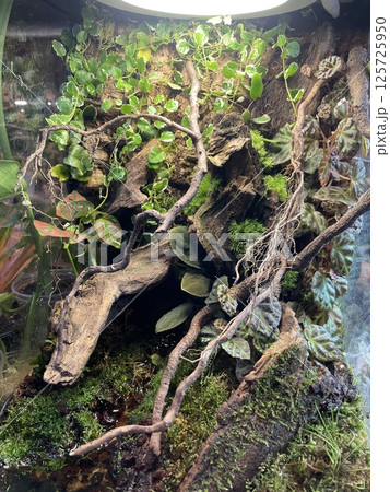 A Beautiful and Lush Vertical Garden with a Diverse Range of Plant Life and Natural Elements A Beautiful and Lush Vertical Garden with a Diverse Range of Plant Life and Natural Elements 125725950