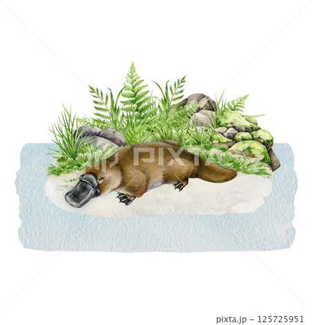 Platypus on grassy ground on the river shore watercolor illustration. Hand drawn Australia native endemic animal with duck bill vintage style illustration. Platypus in it natural wildlife habitat 125725951