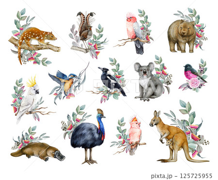 Australia animal and bird watercolor illustration set. Hand drawn kangaroo, koala, platypus, cockatoo, cassowary with eucalyptus branch realistic collection. Australian wildlife flora and fauna set 125725955