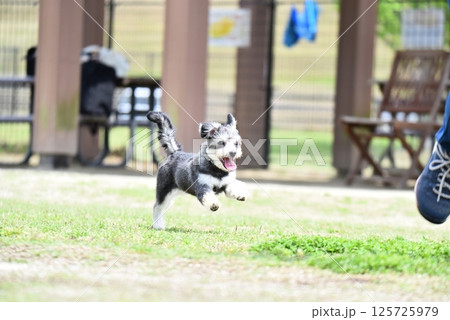 チワワとマルチーズのミックス犬 チワワとマルチーズのミックス犬 125725979