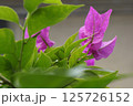 道に咲く紫の花 125726152