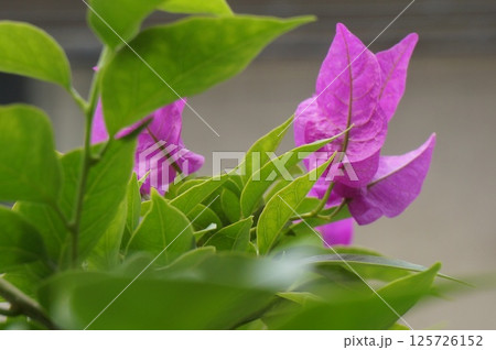 道に咲く紫の花 125726152