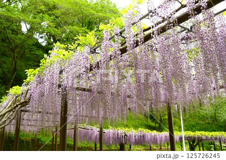 蓮華寺池公園の見事な藤棚 蓮華寺池公園の見事な藤棚 125726245