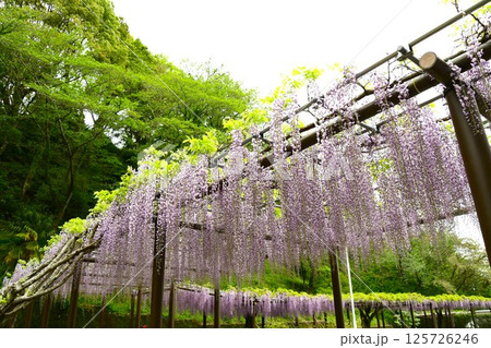 蓮華寺池公園の見事な藤棚 蓮華寺池公園の見事な藤棚 125726246