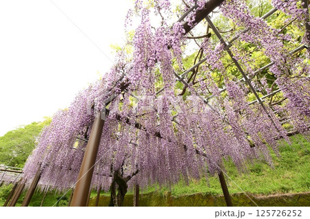 蓮華寺池公園の見事な藤棚 125726252