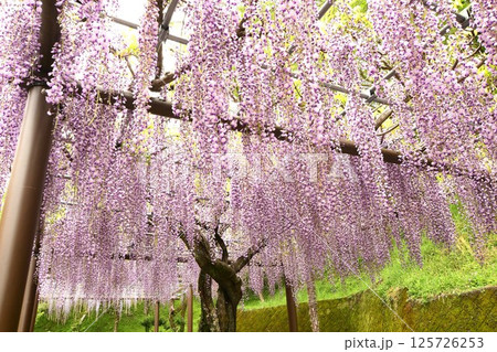 蓮華寺池公園の見事な藤棚 蓮華寺池公園の見事な藤棚 125726253