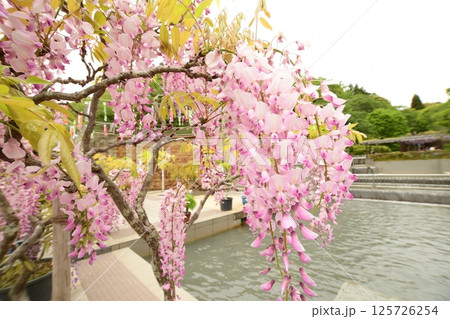 蓮華寺池公園の見事な藤棚 125726254