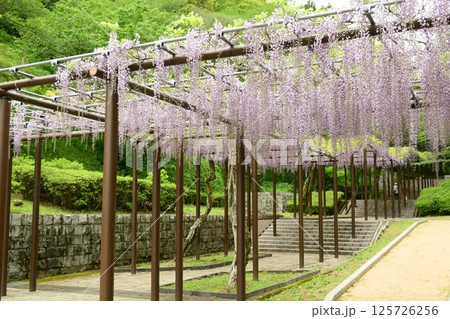 蓮華寺池公園の見事な藤棚 125726256