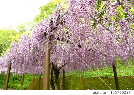 蓮華寺池公園の見事な藤棚 蓮華寺池公園の見事な藤棚 125726257